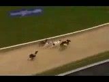 کلک جالب یه سگ در مسابقه دو