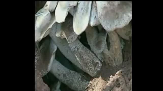 کشف بزرگترین قارچ وحشی در چین !!