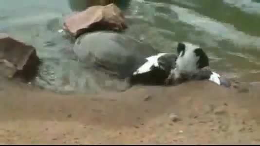 شکار کبوتر توسط لاکپشت