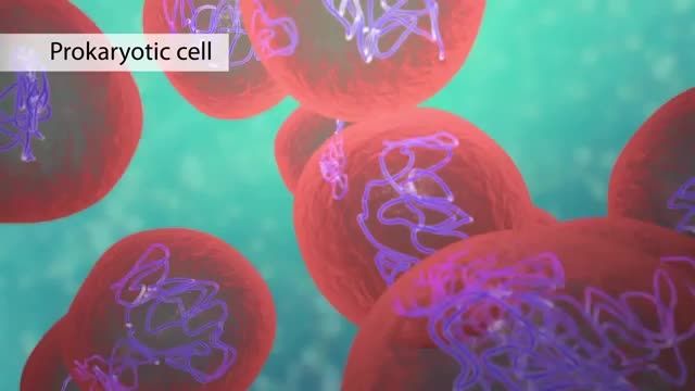 The Cell: High School Biology