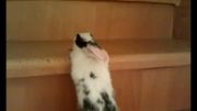 شاهکار خرگوش من عینکی - بالا رفتن از پله ها خخخخ