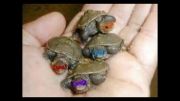 لاکپشت های نینجای کوچولو