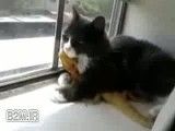 گربه مارمولک