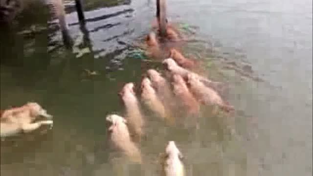 شنا کردن با سگهای شکاری