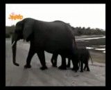 عطسه فیل ندیدی بیا تو