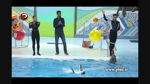 رقص دلفین ها و شیرهای دریایی در برج میلاد تهران/اختصاصی