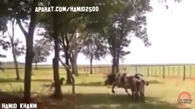 کشتن عجیب و نادر گاو عظیم الجثه توسط گوسفندی کوچک