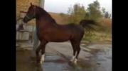 اسب سیمرغ(سیمرغ-مارال) 2