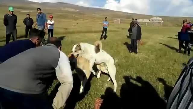 سگ جنگی مبارزه آرجوک ارمنستان