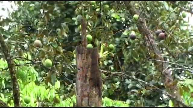فیلم 15 دقیقه از زندگی طبیعی طوطی ها در آمازون