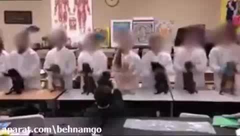 رقص گربه ها.باورنکردنی :))