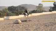 سوارکاری با اسب عربHORS ARAB