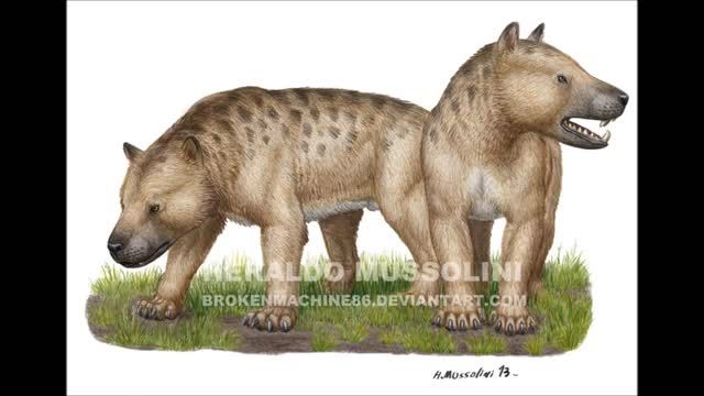 سومین شکارچی پستاندار خشکی megistotherium