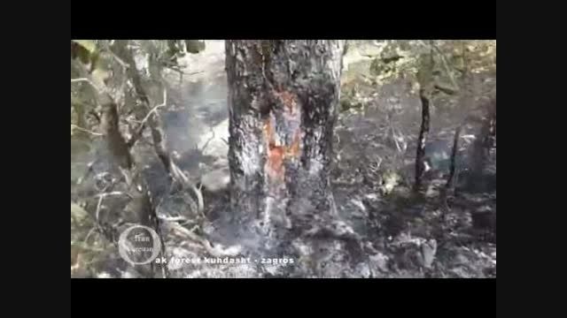 آتش سوزی در جنگل های بلوط -کوهدشت -13 و 14 و15 مرداد
