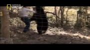 حمله مرگبار خرس به انسان