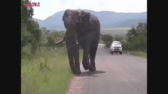 حمله فیل به خودروی حامل گردشگران فیلم گلچین صفاسا