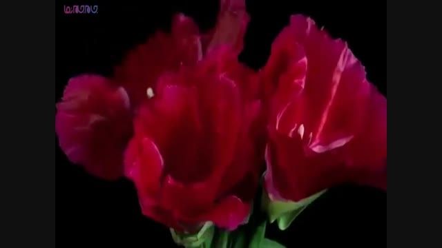 حرکت آهسته باز شدن غنچه گلهای زیبای بهار+اسلو موشن فیلم