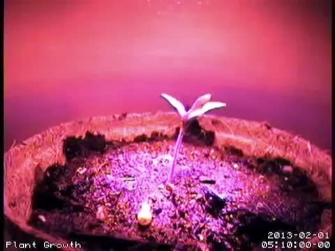 تاثیر عجیب نور LED بر رشد گیاه