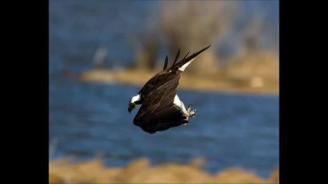 شیرجه دیدنی عقاب برای شکار ماهی
