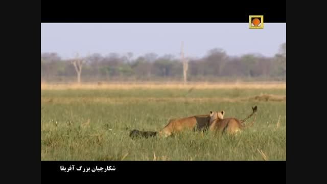 شکار بچه فیل توسط شیرها