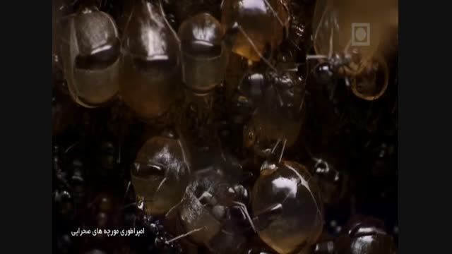 امپراطوری مورچه های صحرایی با دوبله فارسی