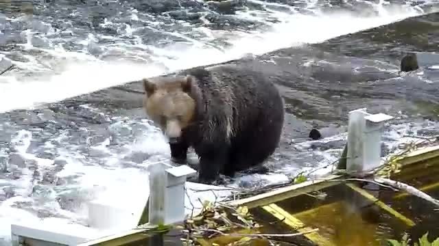 ماهیگیری خرس خیلی جالب است و بسیار تماشایی