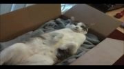تنبل ترین گربه جهان-فوق العاده دیدنی