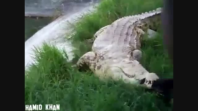 کلیپ زنده خوردن یک مرخ توسط تمساح