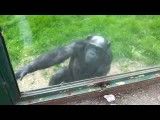 درخواست آزادی شمپانزه