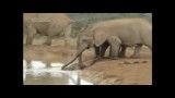 بچه فیلی که مادر و خاله اش کمکش می کنند-