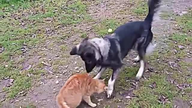 دعوای سگ و گربه