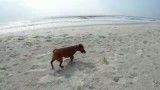 بازی زیبای سگ و خرچنگ سفید در ساحل