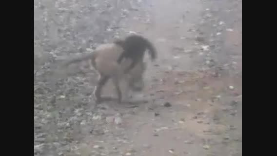 حمله سمور به میمون ( عجیب )