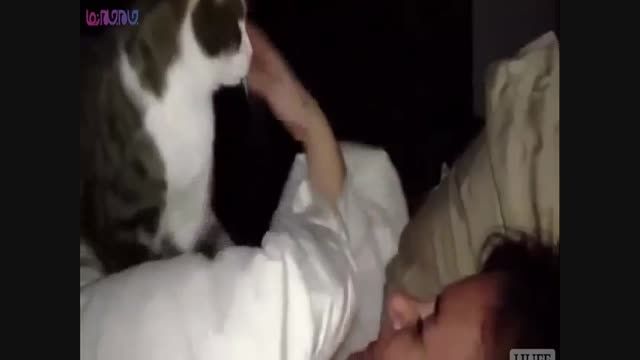 بیدار شدن با گربه بهتر است یا ساعت شماطه دار+فیلم ویدیو