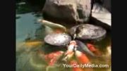 غذا دادن اردک به ماهی ها