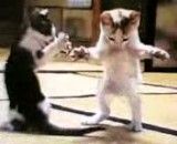 گربه های رقاص