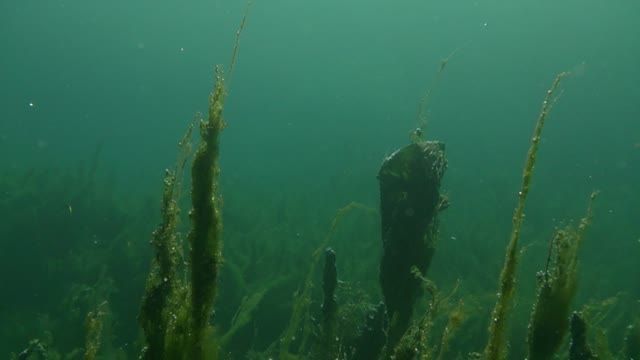فیلم برداری از زیر آب (دریاچه شلمزار)