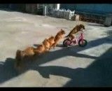 سگ های دوچرخه سوار