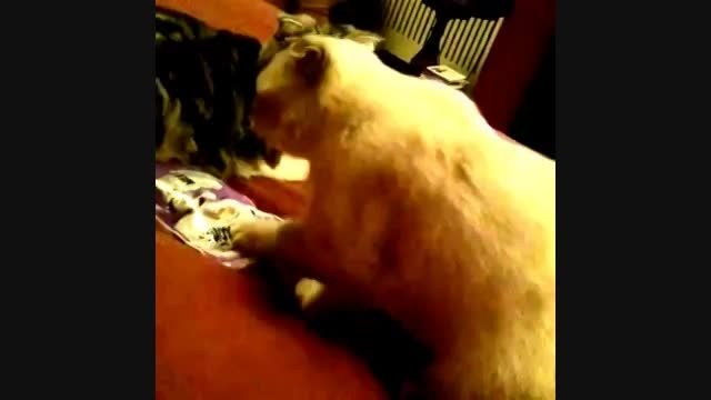 تیلور با گربش حرف میزنه