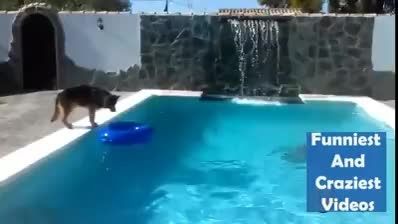 نجات جلب یک مرد از غرق شدن توسط سگش