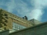پرت شدن گربه ها از بالای پشت بام