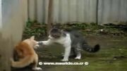 نبرد خونین گربه ها