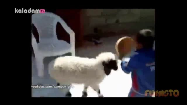 حمله گوسفندان به انسانها