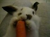 خرگوش تنبل
