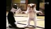 گربه ی رقاص