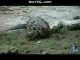 شکار تمساح توسط مار بوآ