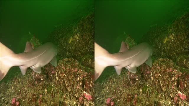دانلود مستند سه بعدی Shark Divers 2011 3D