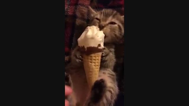بچه گربه ملوس بستنی خیلی دوس داره