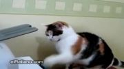 ترس گربه از پرینتر