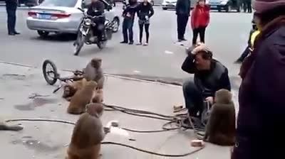 دعوای انسان با میمون ها در شهر